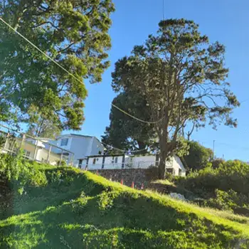Cottage garden with tall trees and a grassy hillside