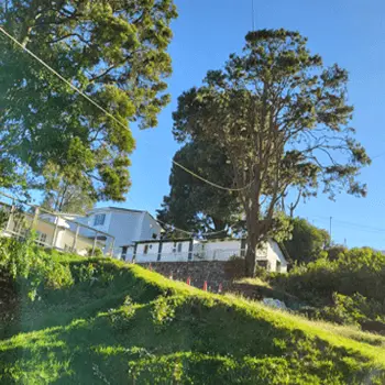 Cottage garden with tall trees and a grassy hillside